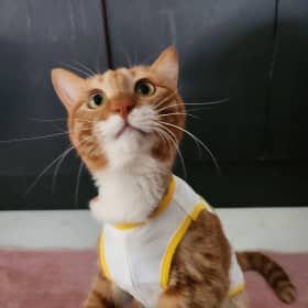지하냥