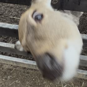 또또의일상