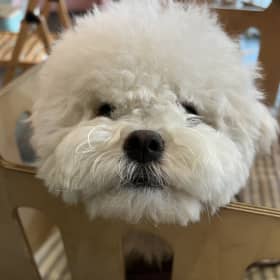 콩떠기