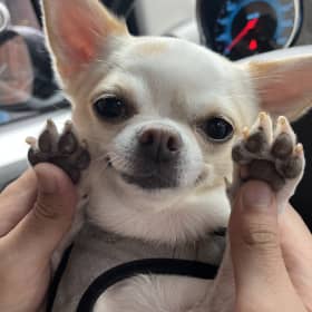 앙옹