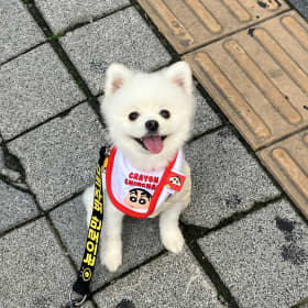 홍구름
