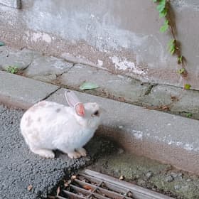 밋키