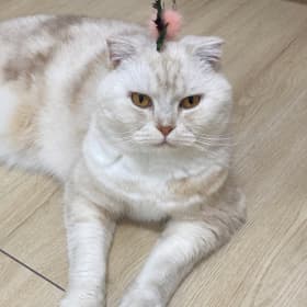 송숑블리