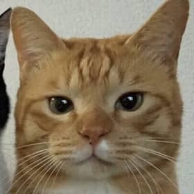래시후