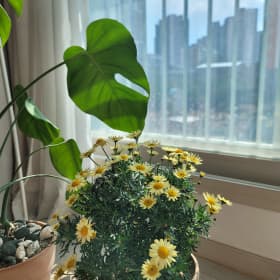 초코송아