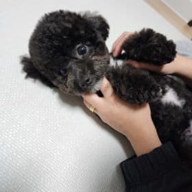 탄이는가좍