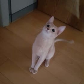 쪼리맘