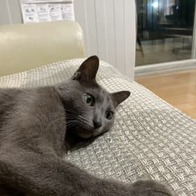 달퐁이냥