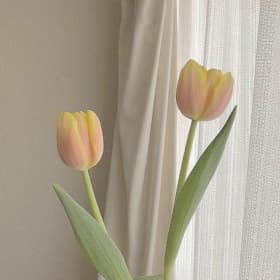 첫나린