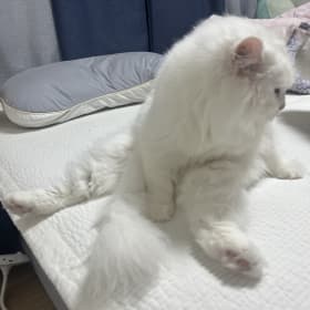 쏭또