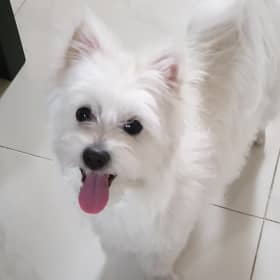 강짱