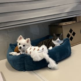 도도하루