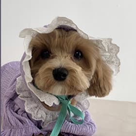 장몽
