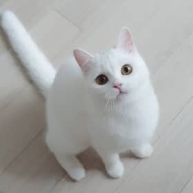 오해삐데이