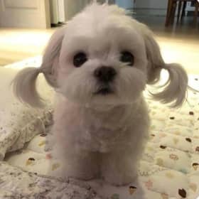 꼬손내