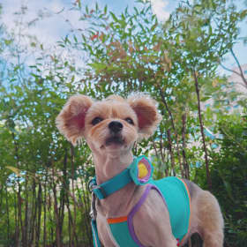 꽁이네