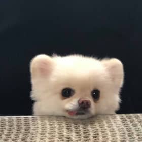 PIGJIN
