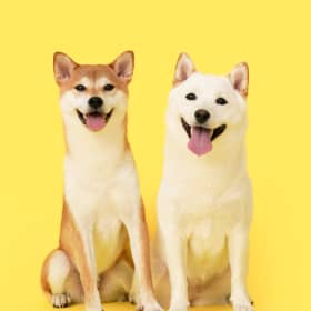 루이루다
