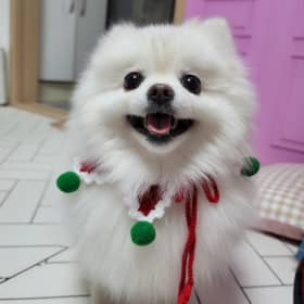 꿀물은꿀꿀