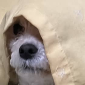 두부냥