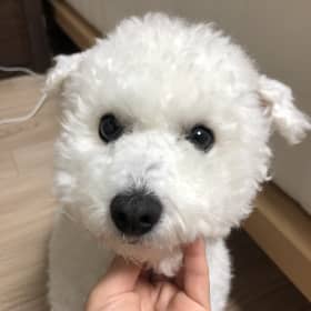 딸기파이