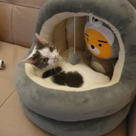비단향꽃무