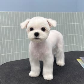 임꼬롱