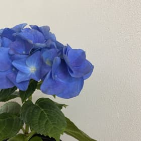 해핑하우스