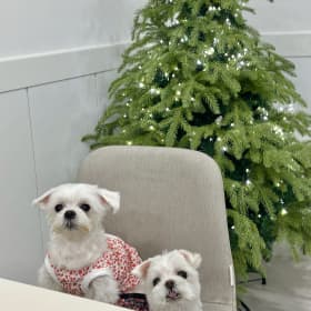 똘자매