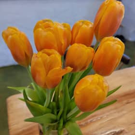 포레스트송