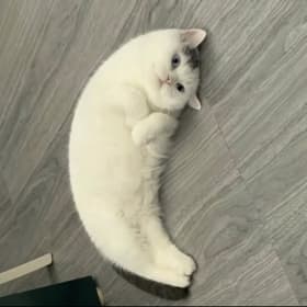 미모사
