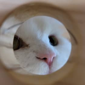 고양고양