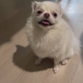 쏘이v