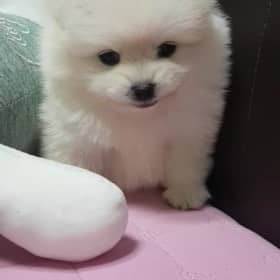 날영