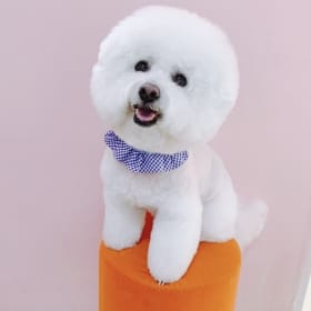 숑이언니123