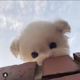 콩순이야