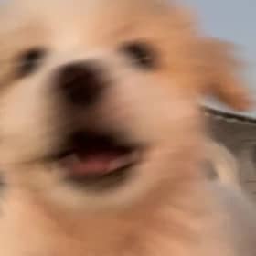 버들