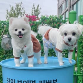 꼬봉꼬미맘