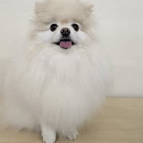 이부프로펜