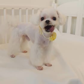 혜지아