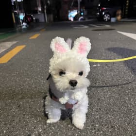 김도톨