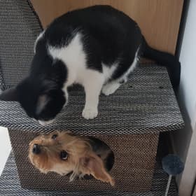 뭉이개껌