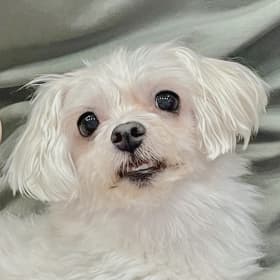 가을이눈나