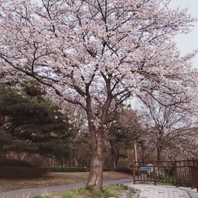희야v