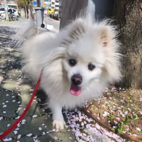 키르