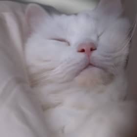 공지우