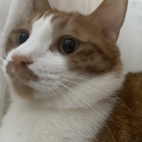 박거북