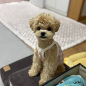 김알망