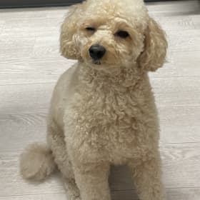 모꾸