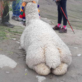 치챠